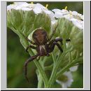 Xysticus sp - Krabbenspinne 01b.jpg